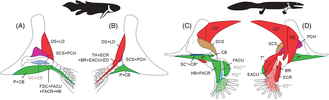 Limb muscles: fishes-->tetrapods